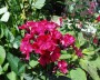 phlox_7