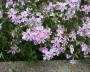 polsterphlox_1