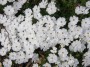 polsterphlox_3