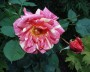 rose_1