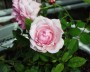 rose_2