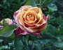 rose_5