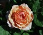 rose_7