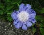 scabiose_1