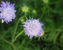 scabiose_3