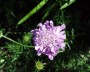scabiose_5