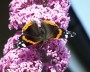schmetterling_5