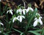 schneegloeckchen_1