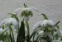 schneegloeckchen_2