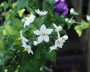 solanum_1
