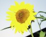 sonnenblume_1