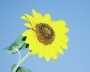 sonnenblume_3