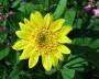 sonnenblume_4
