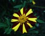 tagetes_1