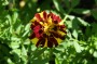 tagetes_3