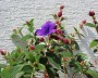 tibouchina_1