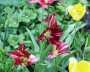 tulpe_2